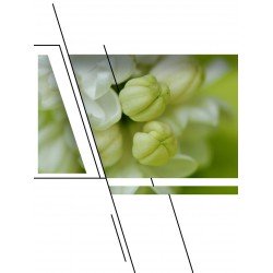 DD Step Lurko szandálka